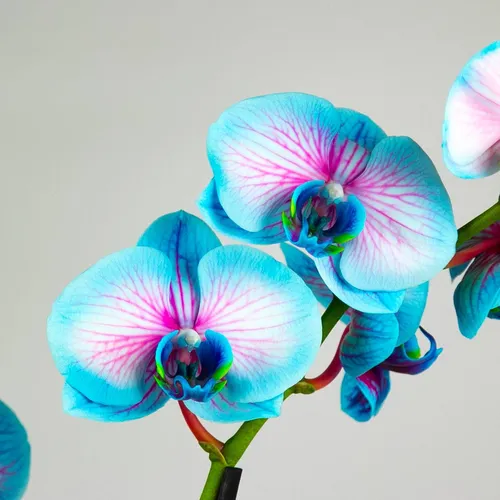 Орхидея Фото крупный план некоторых цветов