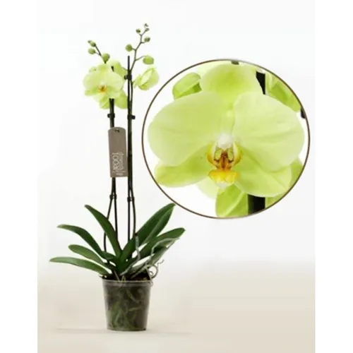 Орхидея Фото растение в вазе