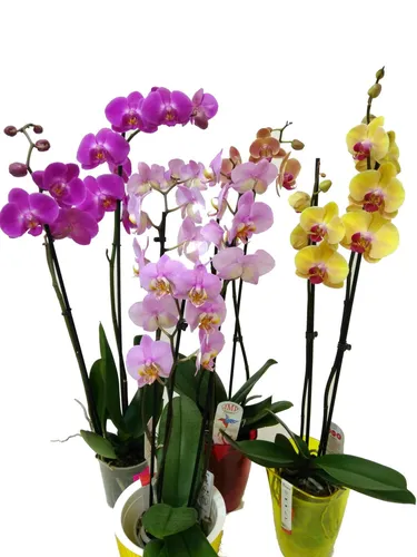 Орхидея Фото группа цветов в вазах