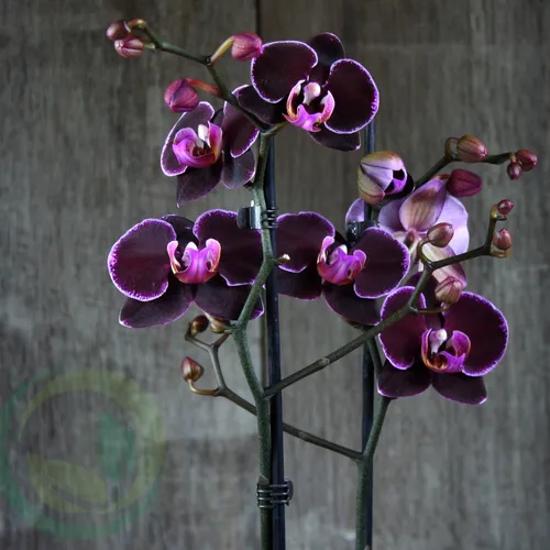 Орхидея Фото в высоком качестве