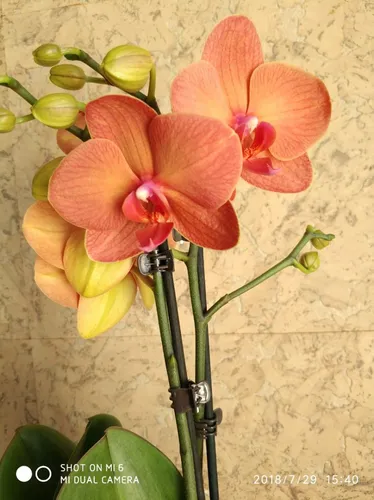 Орхидея Фото  скачать фото