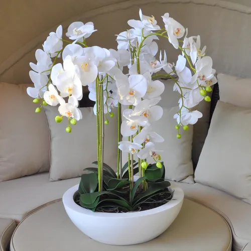 Орхидея Фото белое растение в горшке на белом диване