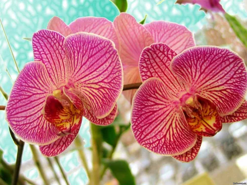 Орхидея Фото изображение