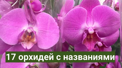Орхидея Фото HD