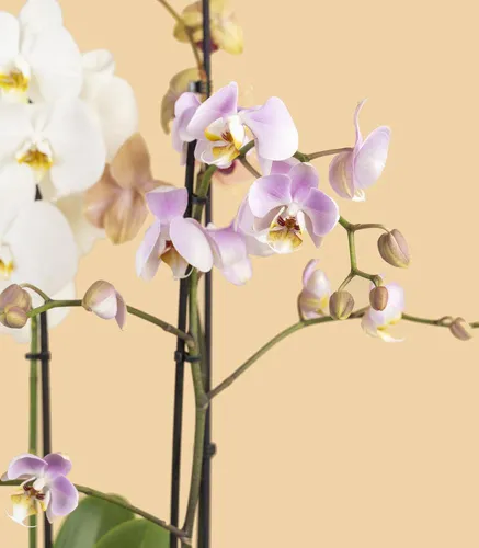Орхидея Фото картинки