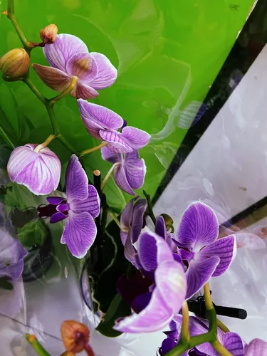 Орхидея Фото фото на андроид
