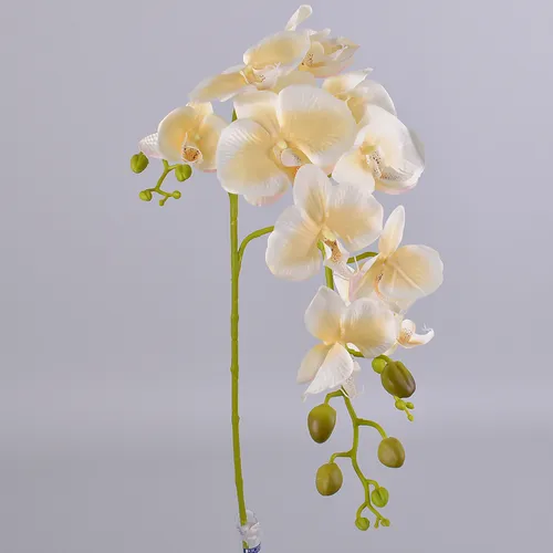 Орхидея Фото некоторые цветы крупным планом