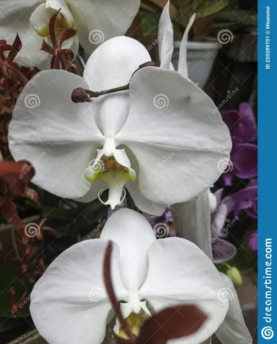 Орхидея Фото белый цветок с каплями воды на нем