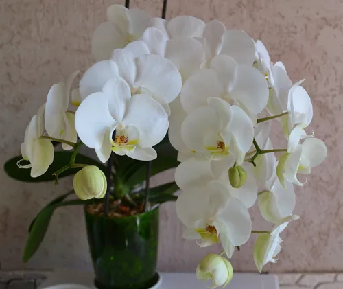 Орхидея Фото ваза с белыми цветами