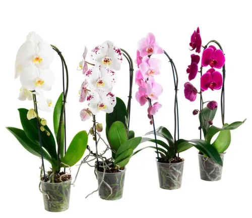 Орхидея Фото группа цветов в стеклянных вазах