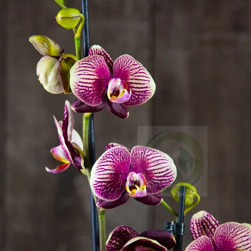 Орхидея Фото группа цветов