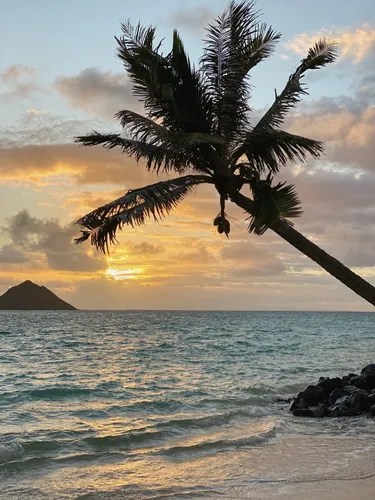 Фото Бесплатно Обои на телефон пальма над океаном