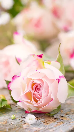 Фото Цветы Обои на телефон розовая роза с зеленым стеблем
