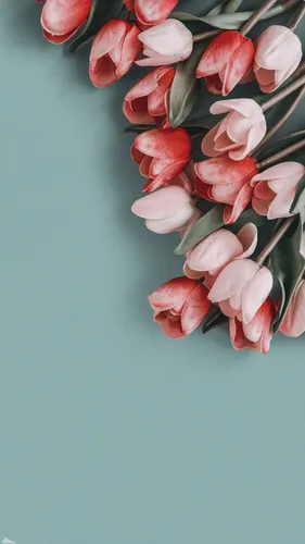 Фото Цветы Обои на телефон крупный план растения