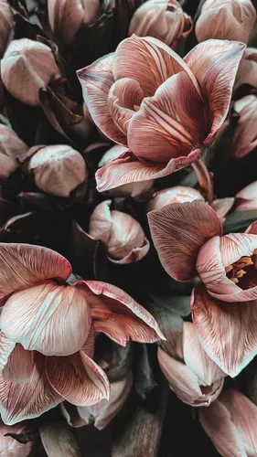 Фото Цветы Обои на телефон группа коричневых грибов