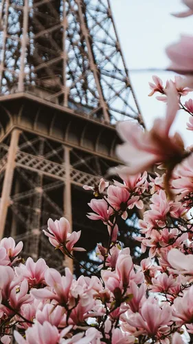 Франция Обои на телефон розовый цветок крупным планом