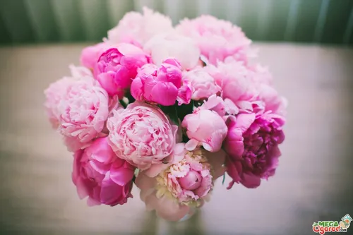 Фэн Шуй Обои на телефон группа розовых цветов