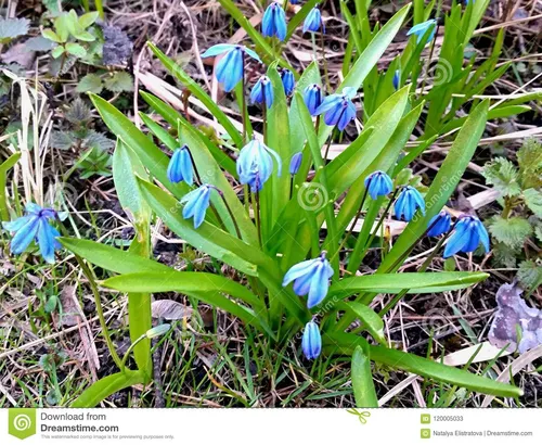 Подснежники Фото группа синих цветов