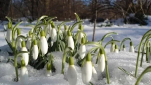 Подснежники Фото группа белых цветов на снегу