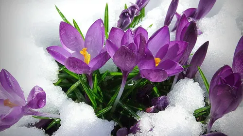 Подснежники Фото фиолетовые цветы на белой поверхности