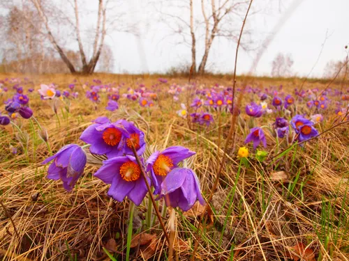 Подснежники Фото поле фиолетовых цветов