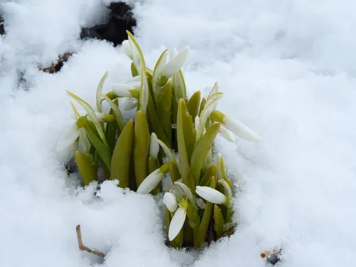 Подснежники Фото растение в снегу