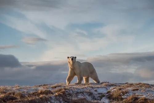 Природа Фото белый медведь идет по скалистой поверхности