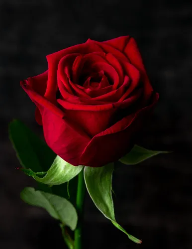 Розы Фото роза крупным планом
