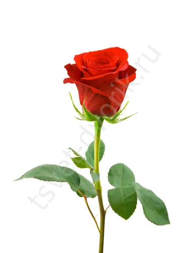 Розы Фото красная роза с зелеными листьями