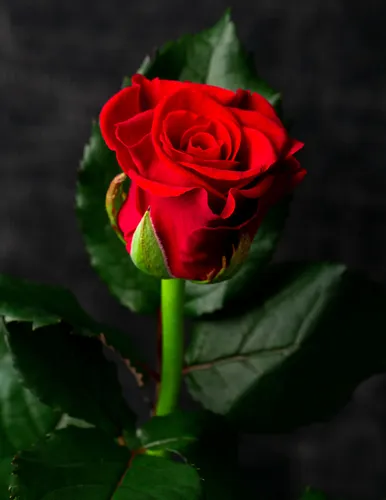 Розы Фото фон