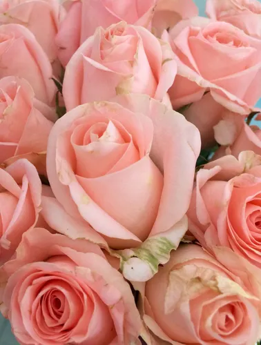 Розы Фото группа розовых роз