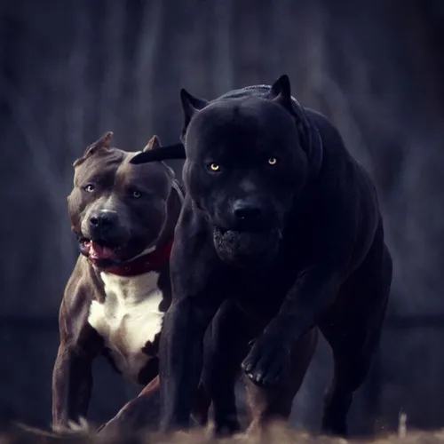 Амстафф Обои на телефон черная собака и коричневая собака