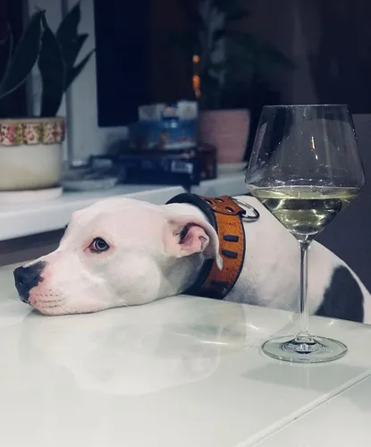 Амстафф Обои на телефон собака, лежащая на столе рядом с бокалом для вина