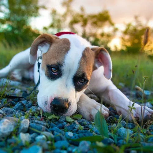 Амстафф Обои на телефон собака, лежащая в траве