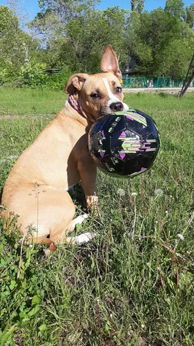Амстафф Обои на телефон собака держит мяч