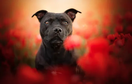 Амстафф Обои на телефон собака в поле красных цветов