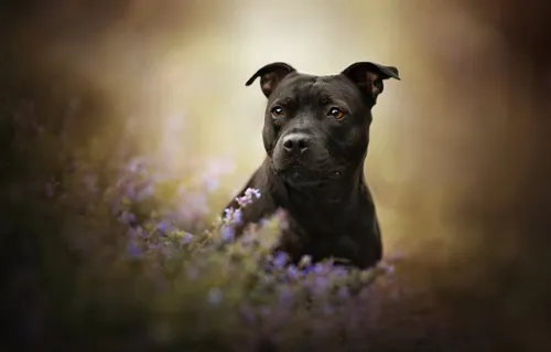 Амстафф Обои на телефон собака в цветочном поле