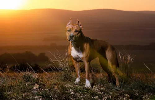 Амстафф Обои на телефон собака, стоящая на холме
