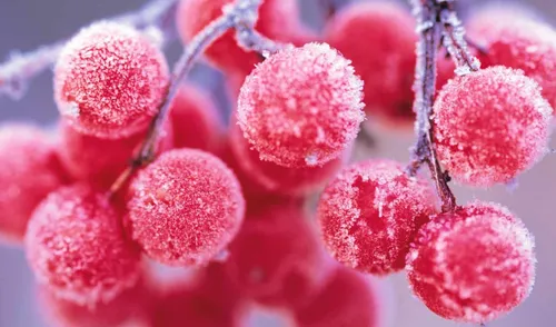 Бесплатные Зима Обои на телефон ягоды крупным планом
