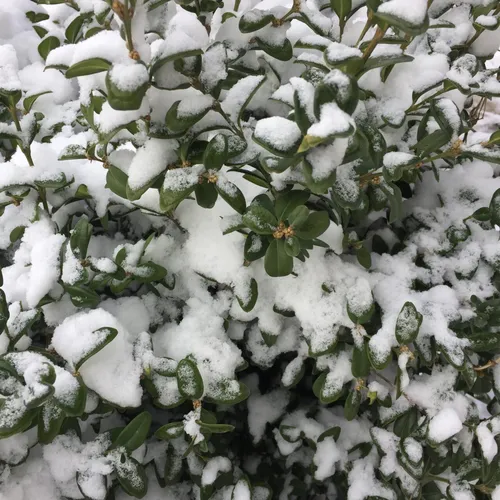 Бесплатные Зима Обои на телефон белые цветы крупным планом