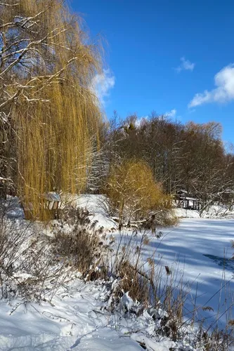 Бесплатные Зима Обои на телефон снежный пейзаж с деревьями и водоемом