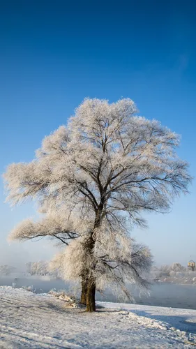Бесплатные Зима Обои на телефон дерево в заснеженном поле