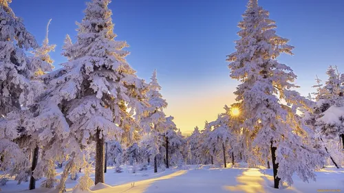 Бесплатные Зима Обои на телефон дорога со снегом сбоку и деревьями сбоку