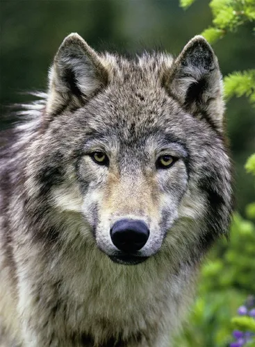Волка Фото волк с густой мордой