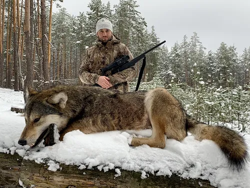 Волка Фото человек с ружьем и волк лежат на снегу