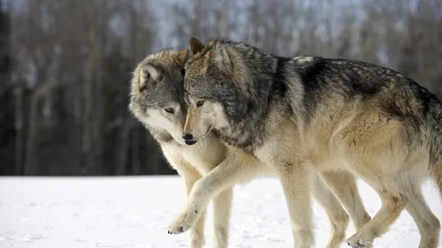 Волка Фото волк и волк гуляют по снегу