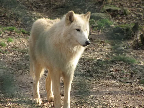 Волка Фото собака, стоящая на грунтовой дорожке
