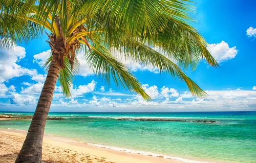 Дамбо Обои на телефон пальма на пляже