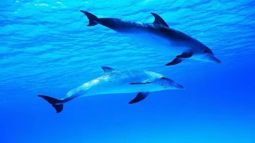 Дельфин Обои на телефон фотография