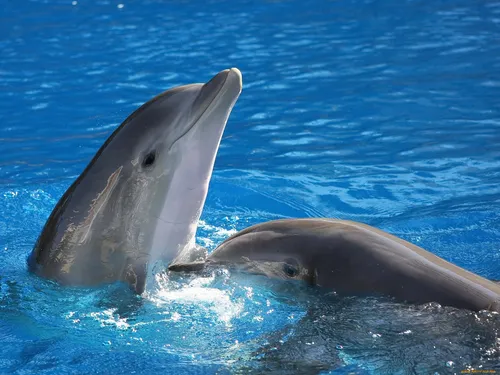 Дельфин Обои на телефон рисунок